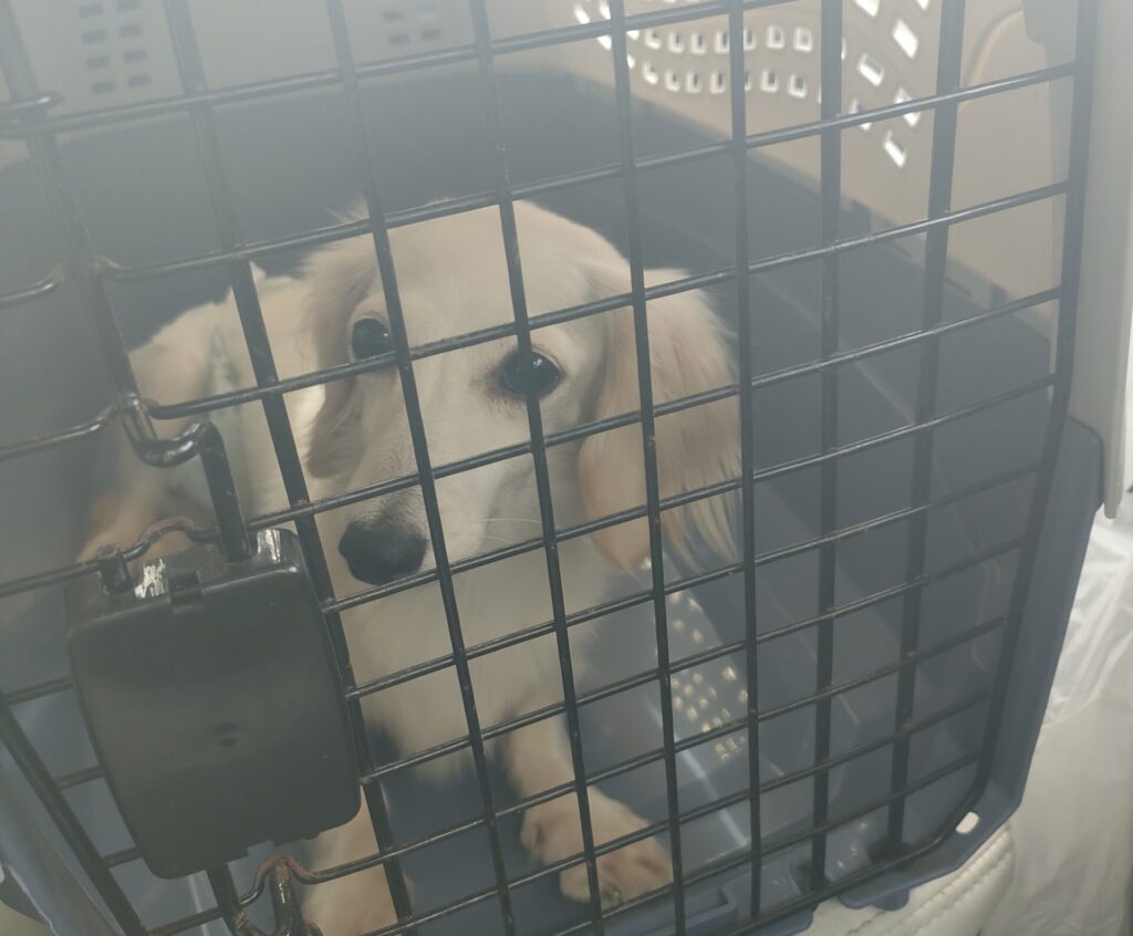 繁殖引退犬の雪