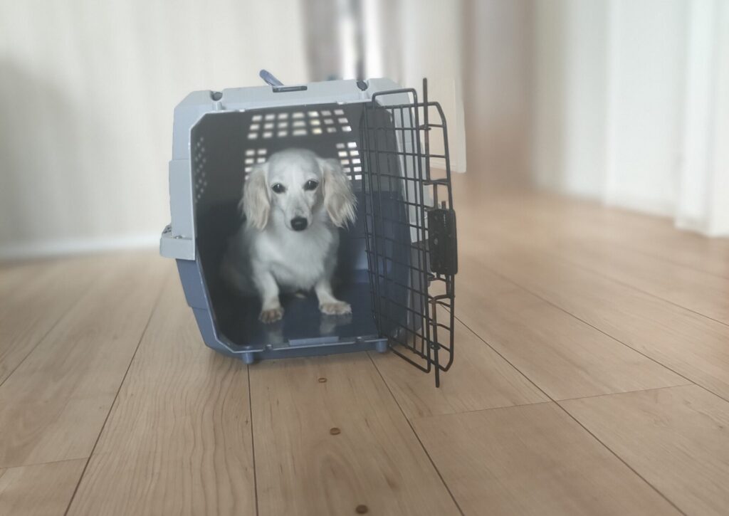 クレートから出てこない犬