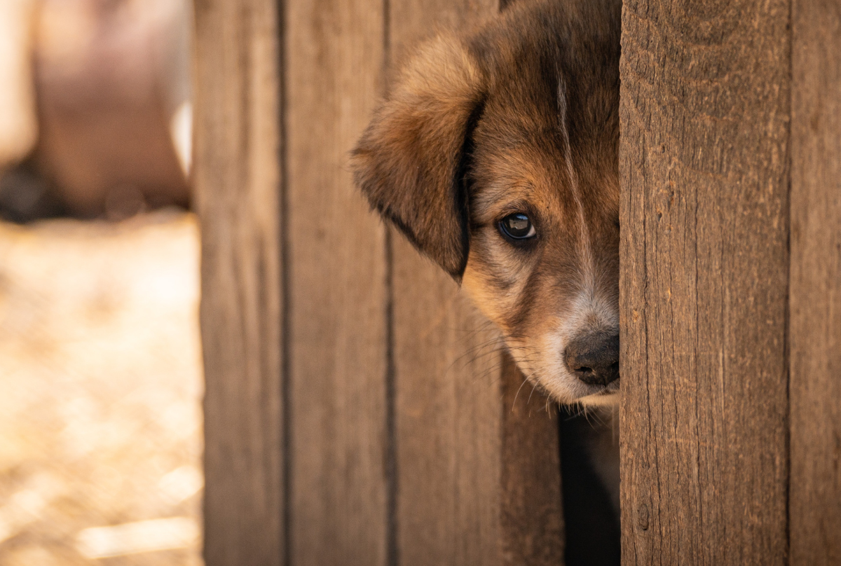 里親の条件は厳しい？